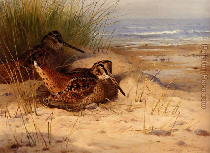 Woodcock Nesting On A Beach painting - Archibald Thorburn Woodcock Nesting On A Beach art painting